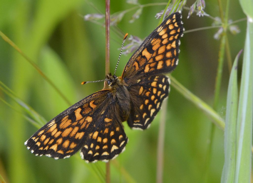 Melitaea ?